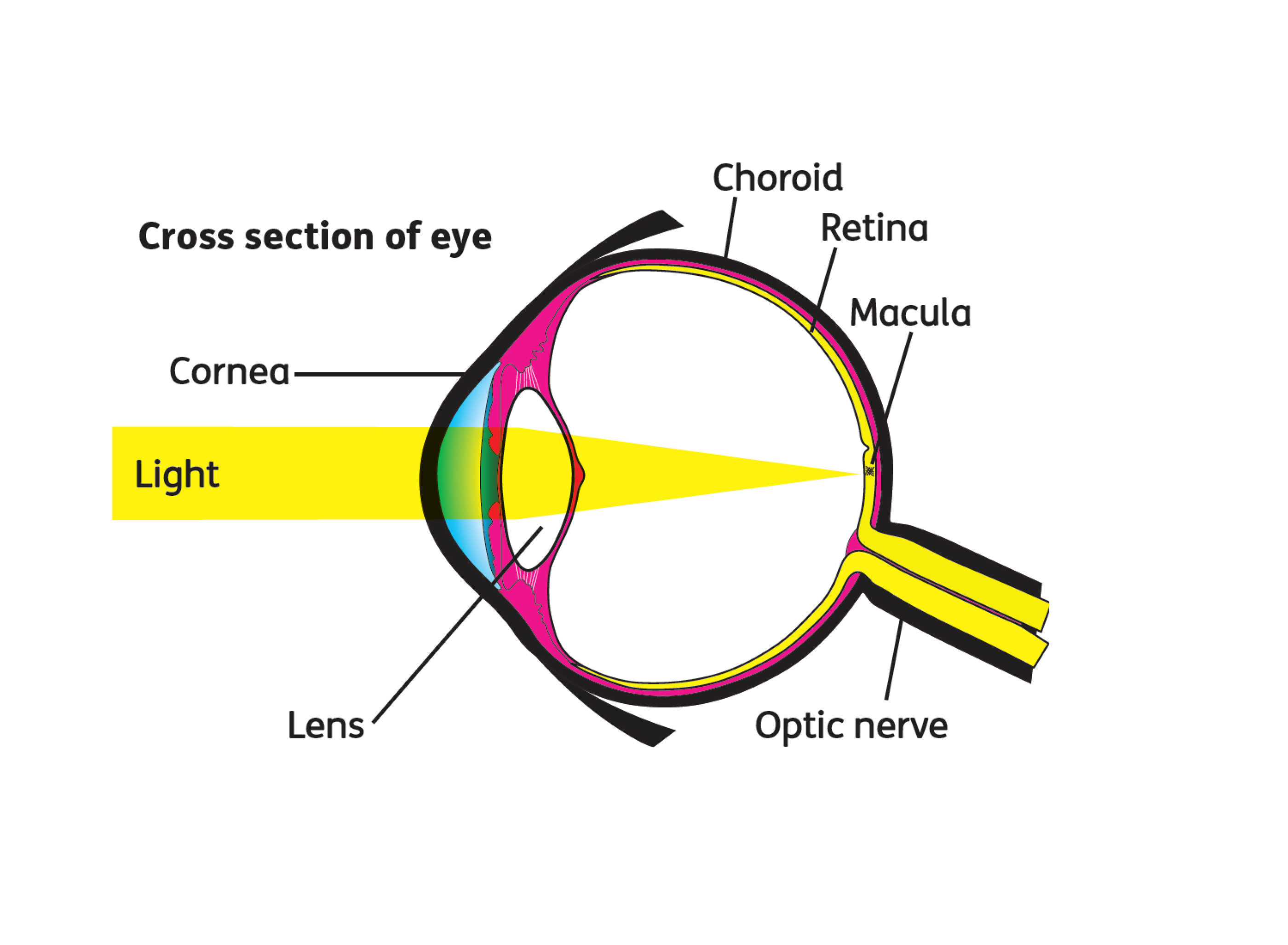 Cross section of eye