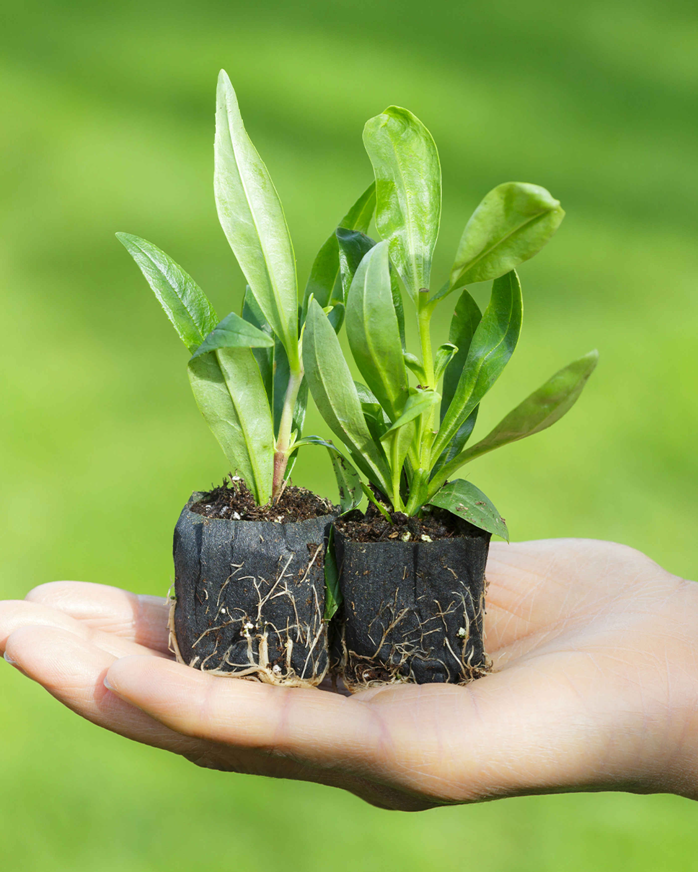 a hand holding two small plants 